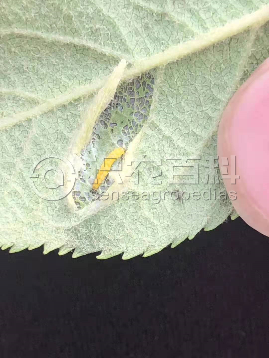 柑橘黄叶症状示例1