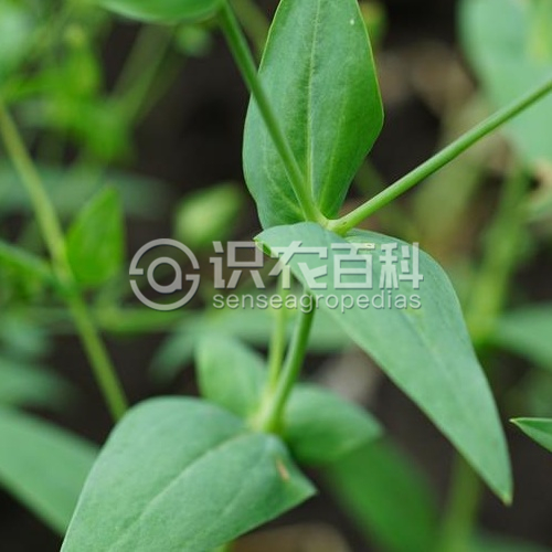 柑橘黄叶症状示例2