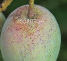 柑橘黄叶症状示例0