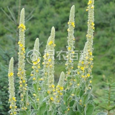 毛蕊花