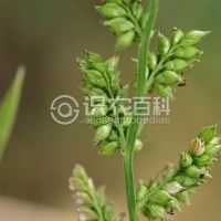 柑橘黄叶症状示例0