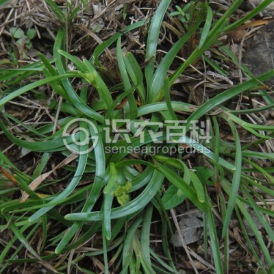 两歧飘拂草