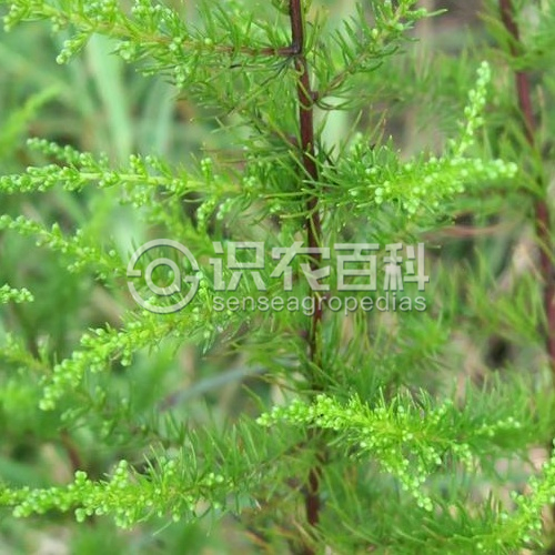 柑橘黄叶症状示例2