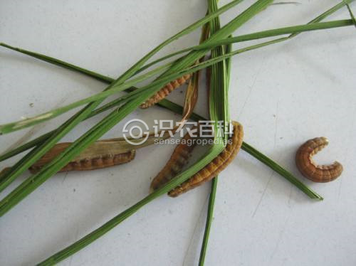 柑橘黄叶症状示例2