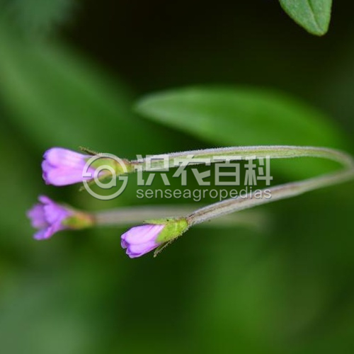 柑橘黄叶症状示例3