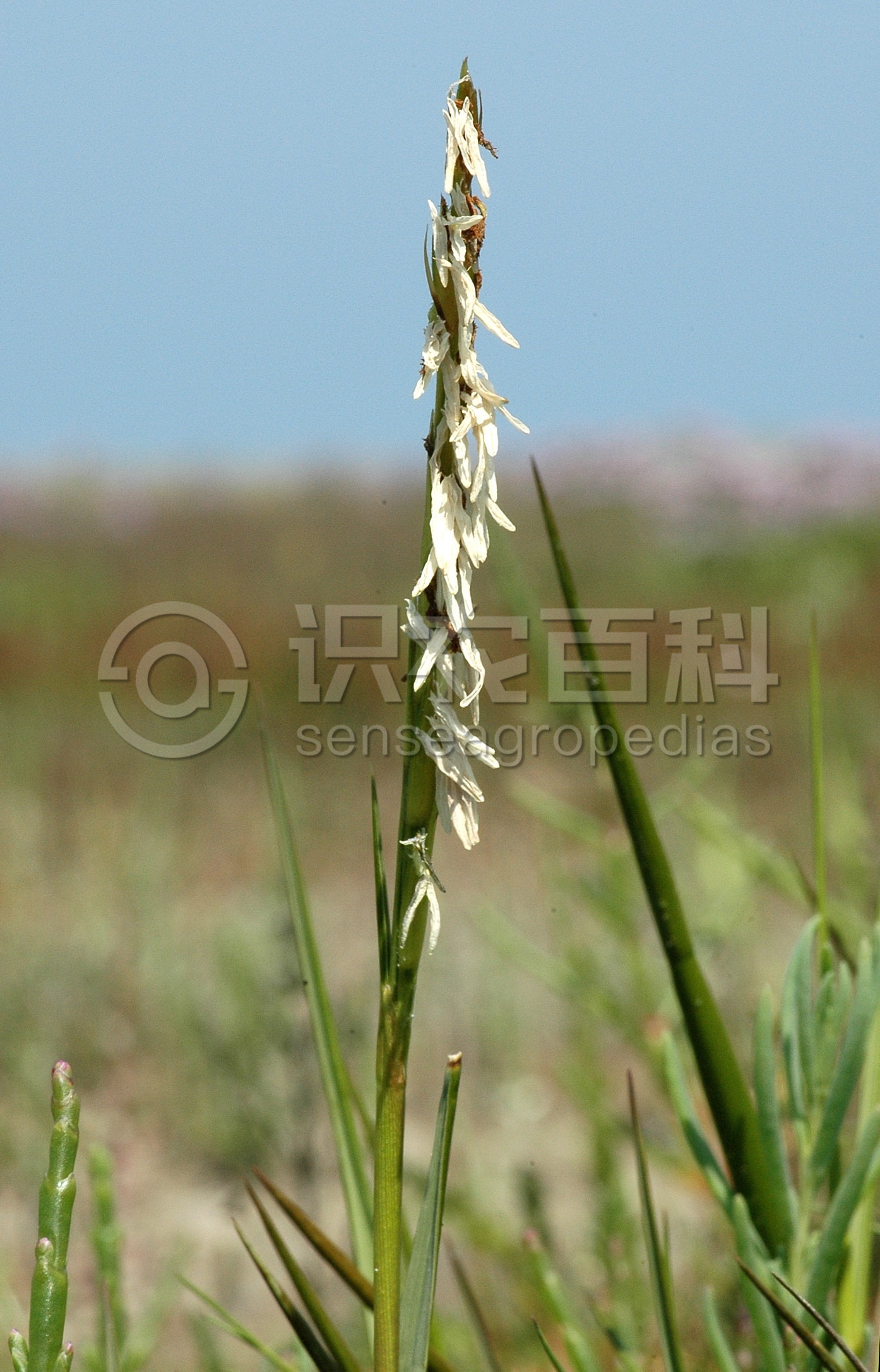 柑橘黄叶症状示例2