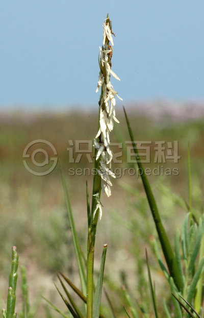大米草