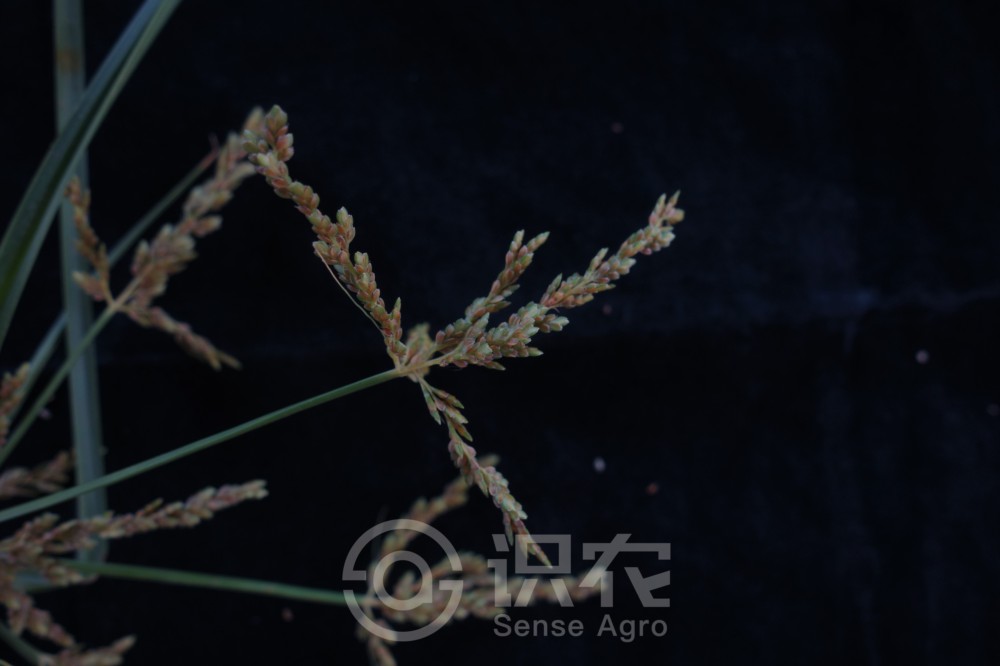 柑橘黄叶症状示例3