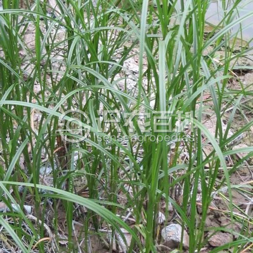 柑橘黄叶症状示例1