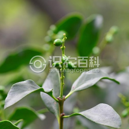 柑橘黄叶症状示例2
