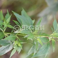 柑橘黄叶症状示例0