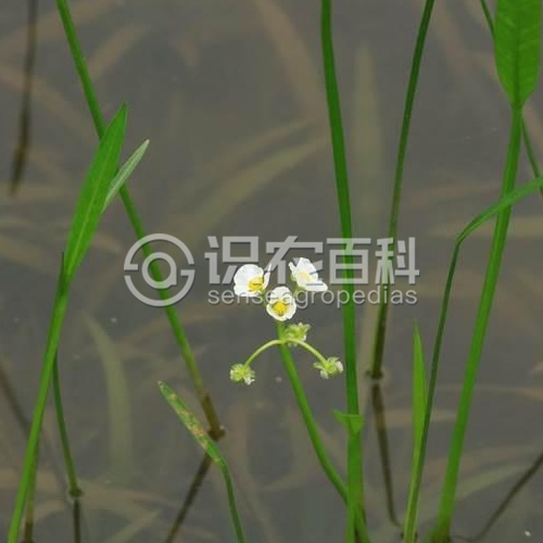 柑橘黄叶症状示例1