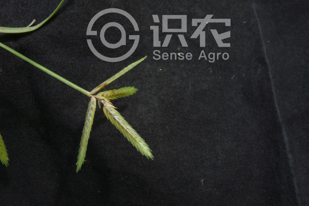 柑橘黄叶症状示例3