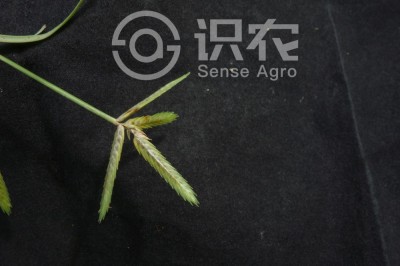 扁穗莎草