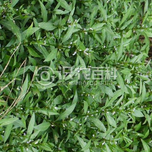 柑橘黄叶症状示例1