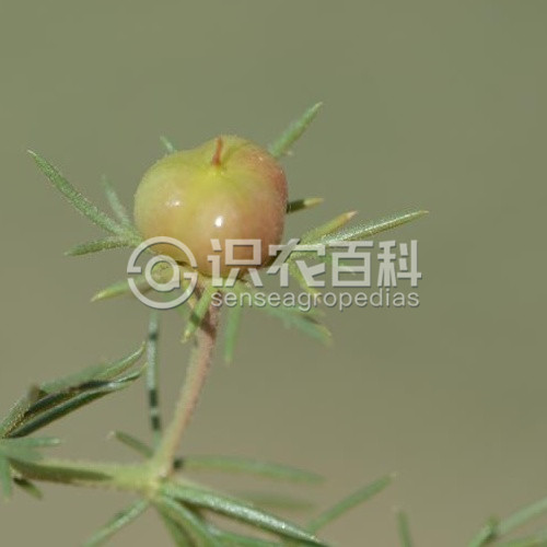 柑橘黄叶症状示例4