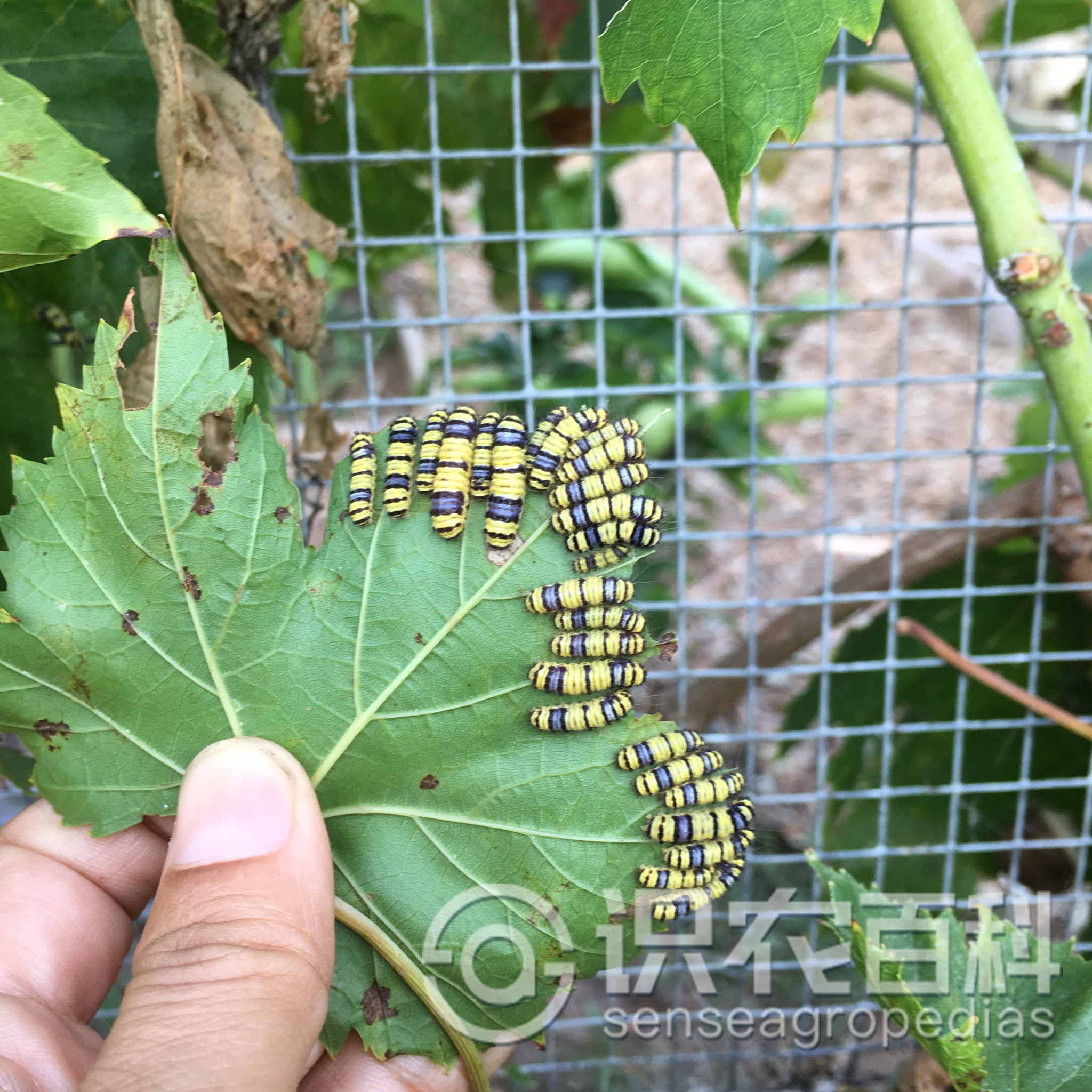 柑橘黄叶症状示例2