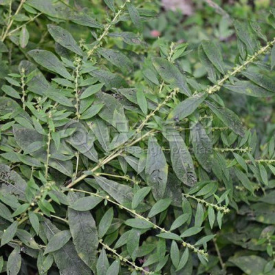 天名精