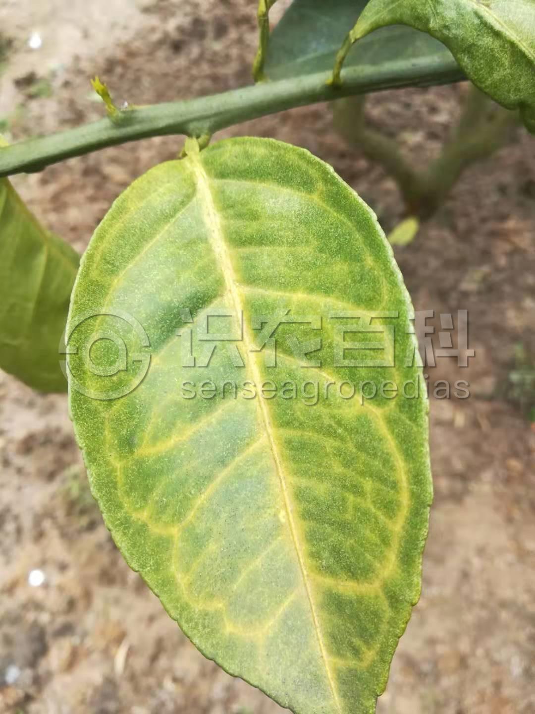 柑橘黄叶症状示例5