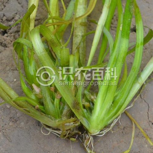 柑橘黄叶症状示例2