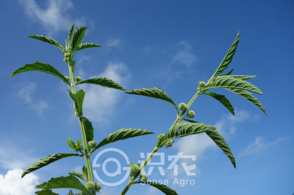 柑橘黄叶症状示例2