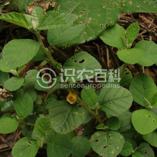 柑橘黄叶症状示例1