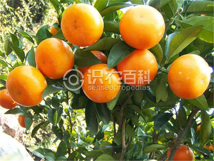 柑橘黄叶症状示例2