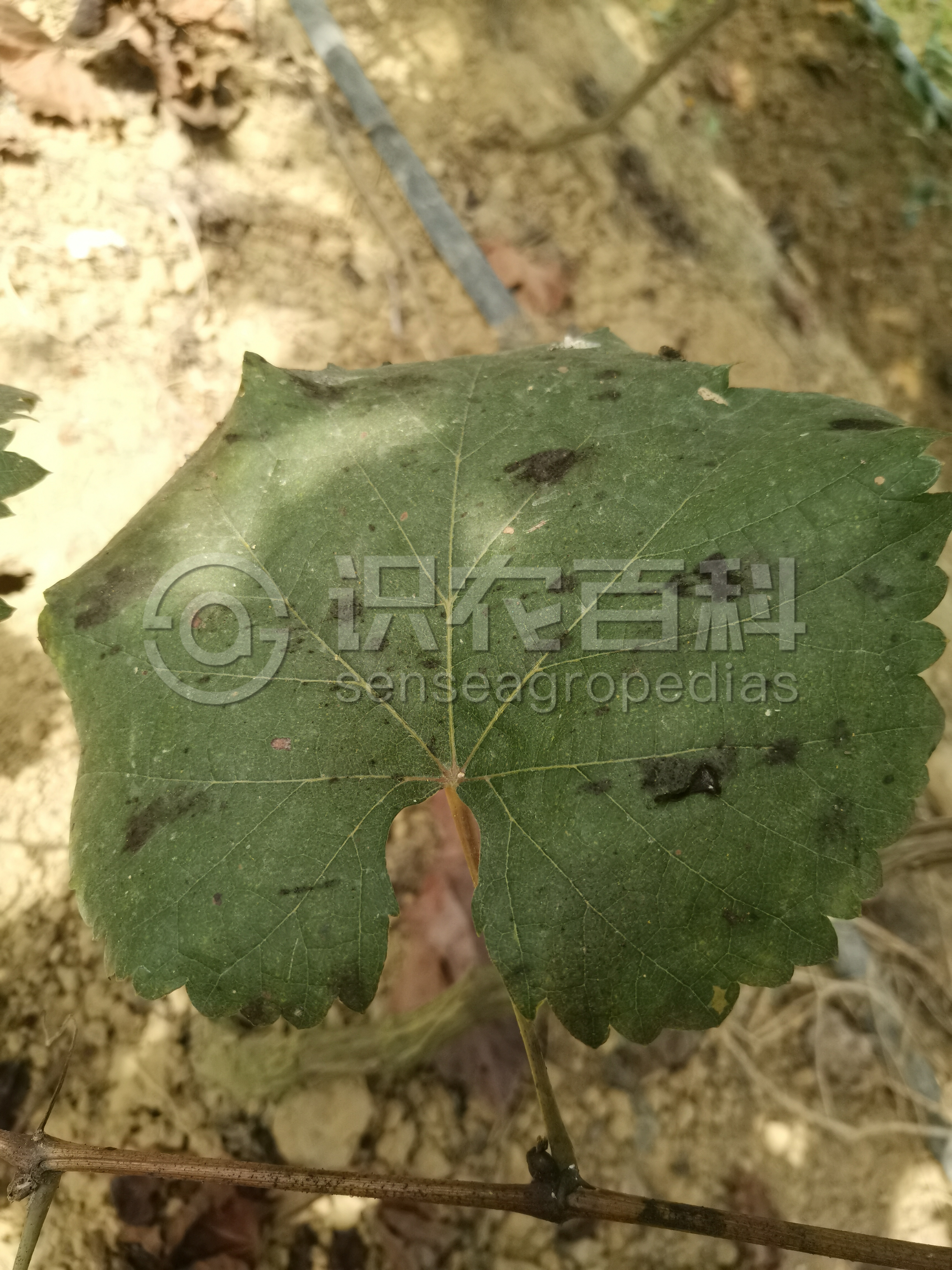 柑橘黄叶症状示例5