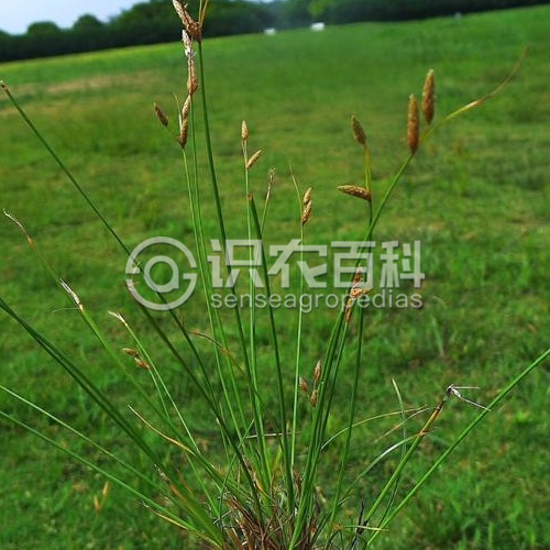 柑橘黄叶症状示例3