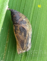 柑橘黄叶症状示例0