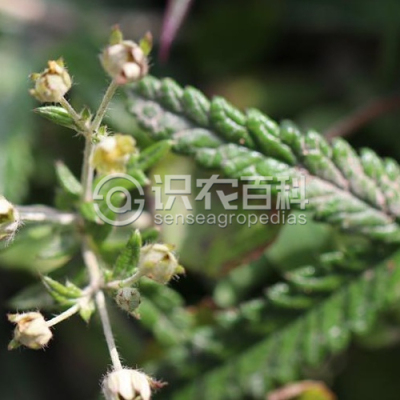 翻白草