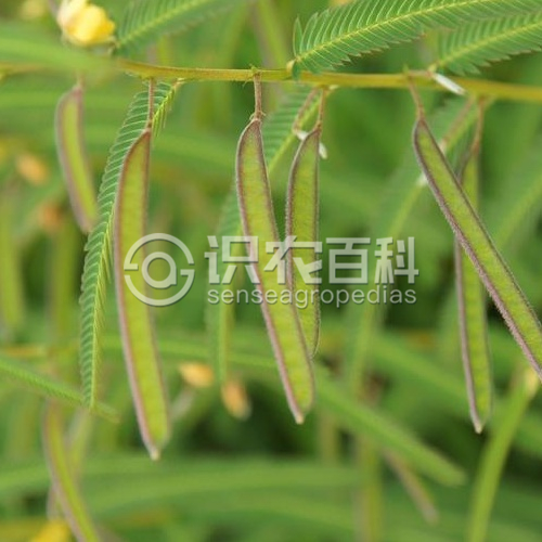 柑橘黄叶症状示例3