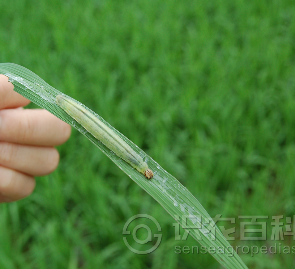 柑橘黄叶症状示例3