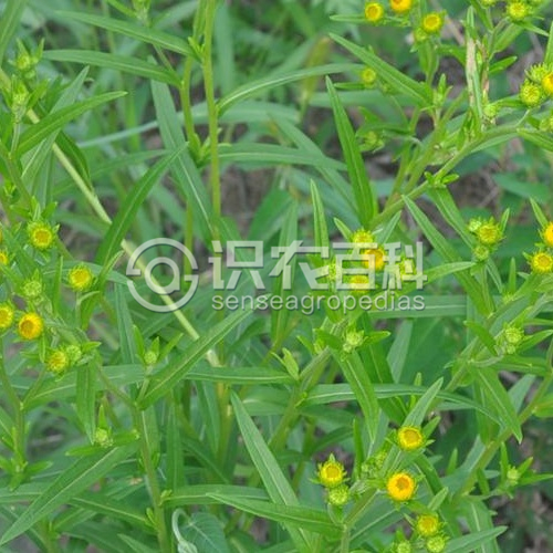 柑橘黄叶症状示例2