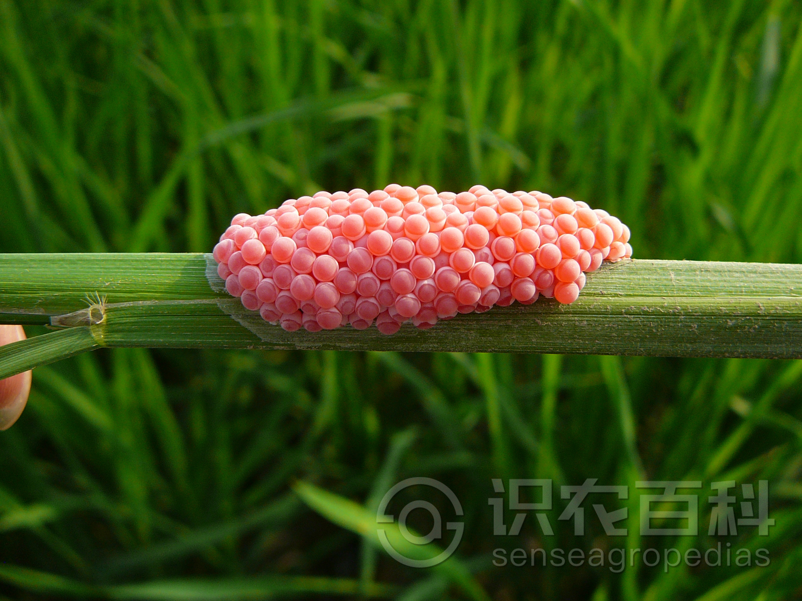 柑橘黄叶症状示例2