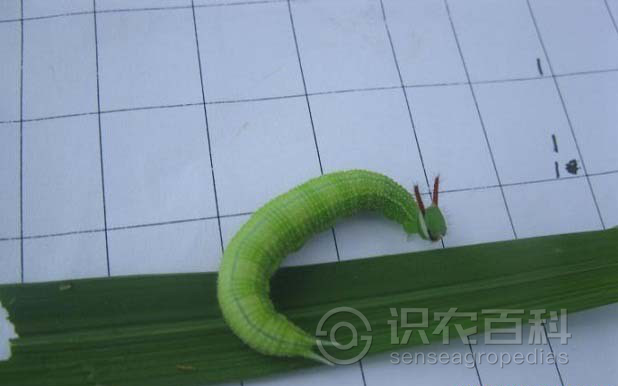柑橘黄叶症状示例3