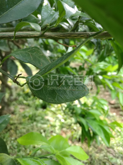 柑橘缺硼