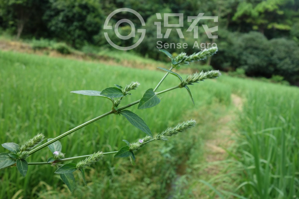柑橘黄叶症状示例1