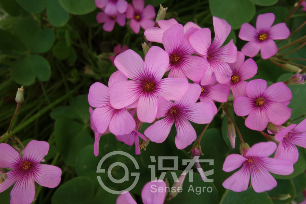 柑橘黄叶症状示例3