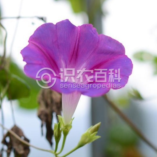 柑橘黄叶症状示例2