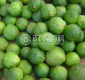 柑橘黄叶症状示例3