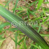 柑橘黄叶症状示例0
