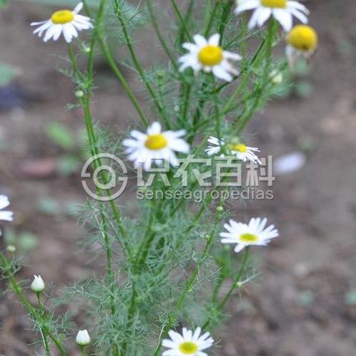 柑橘黄叶症状示例2