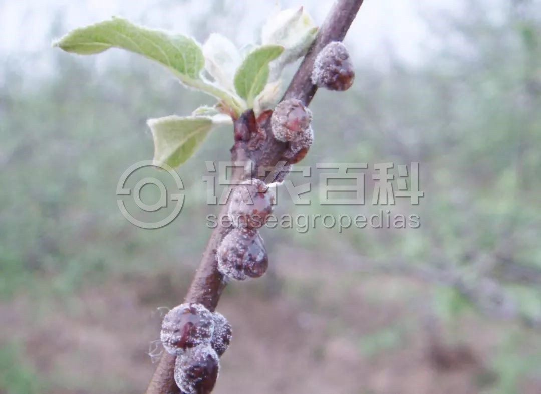 柑橘黄叶症状示例1