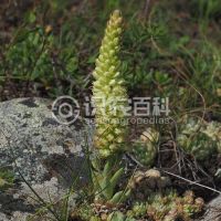 柑橘黄叶症状示例0