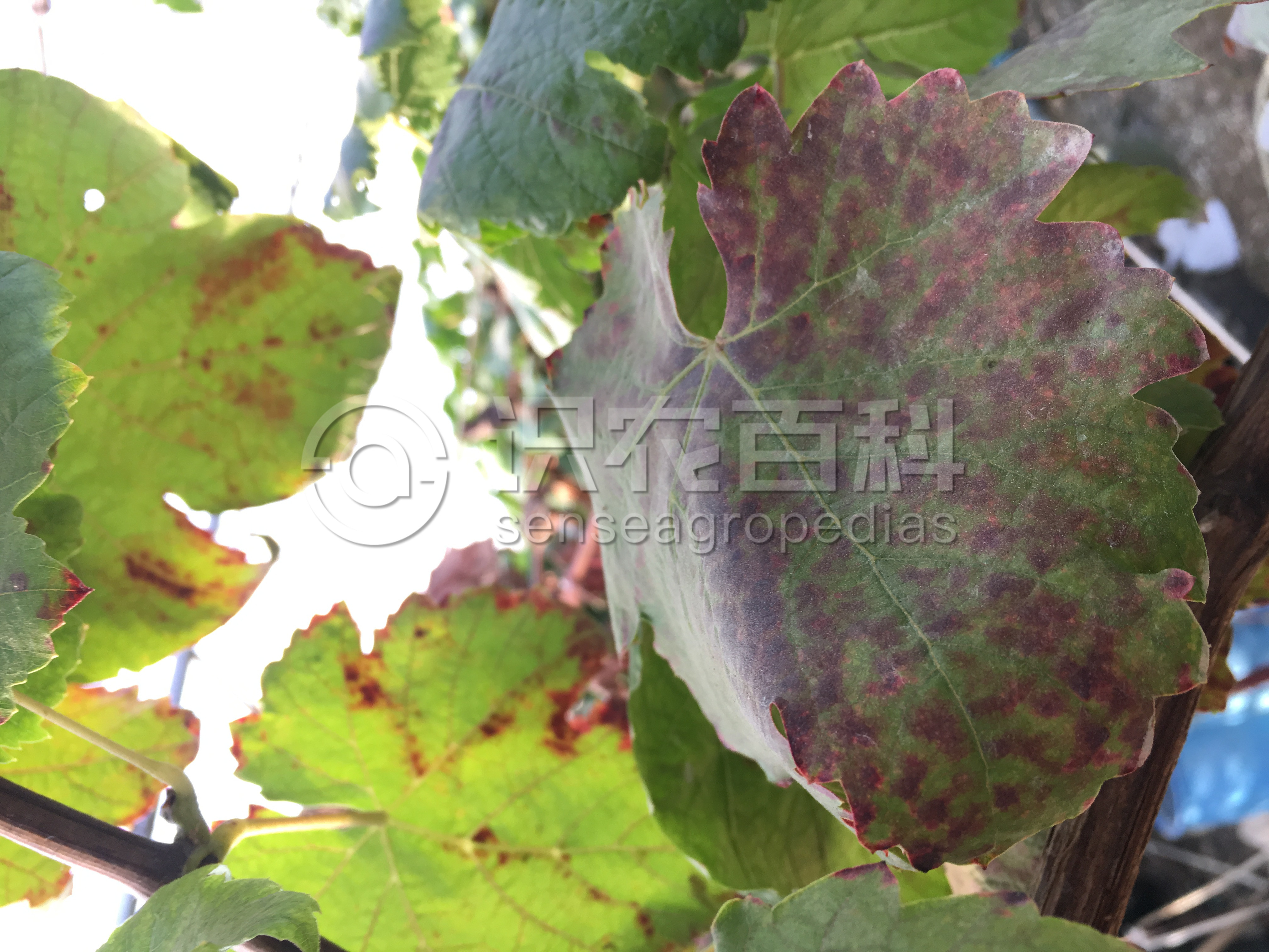 柑橘黄叶症状示例1