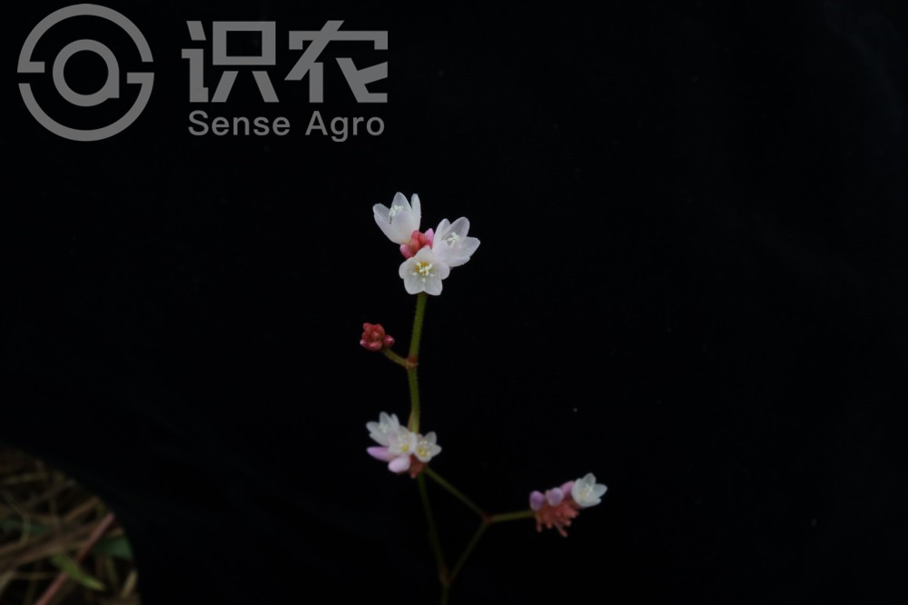 柑橘黄叶症状示例4