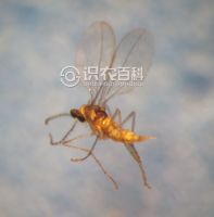 柑橘黄叶症状示例0
