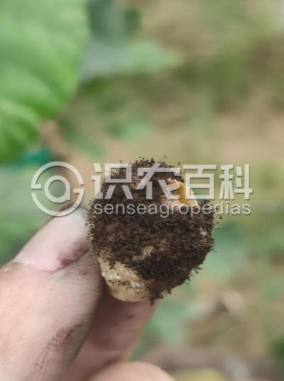 葡萄曲霉腐烂病