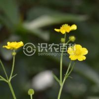 柑橘黄叶症状示例0